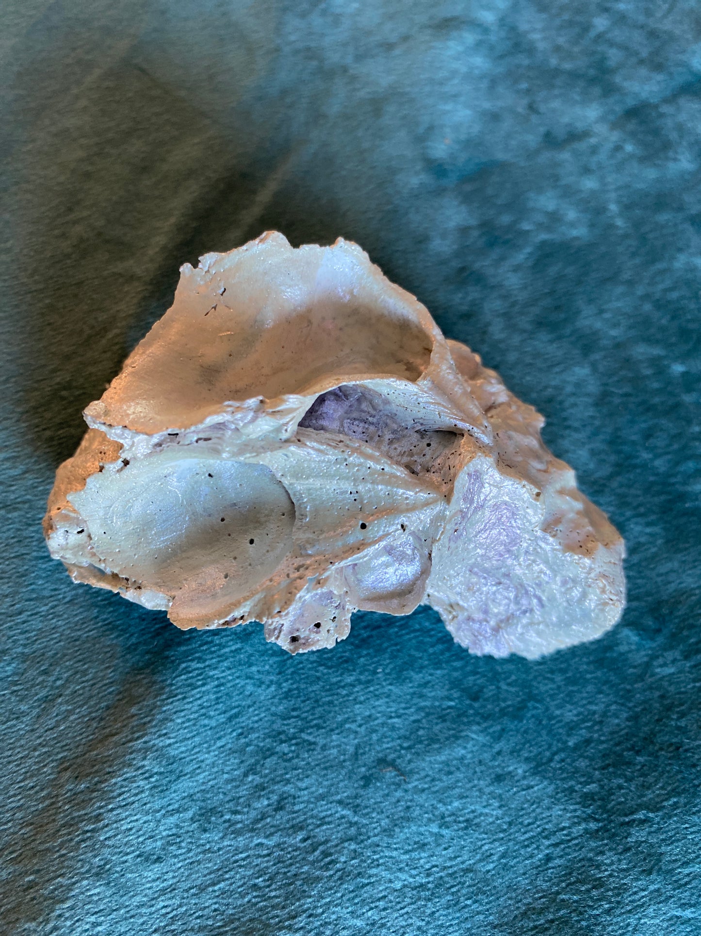 Menorah with Star of David- oyster shell