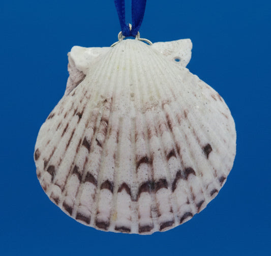 Shell pendant on a blue ribbon against a black background
